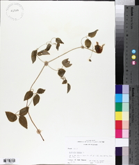 Clematis crispa image