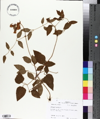 Clematis crispa image