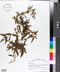 Clematis crispa image