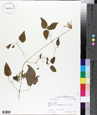 Clematis crispa image