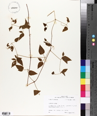 Clematis crispa image