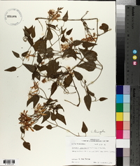 Clematis terniflora image