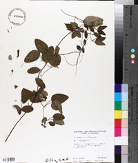 Clematis reticulata image