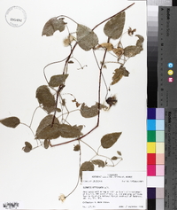 Clematis reticulata image