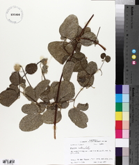 Clematis reticulata image