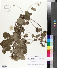 Clematis reticulata image