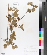 Clematis reticulata image