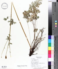 Aquilegia coerulea image