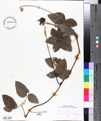 Clematis pitcheri image