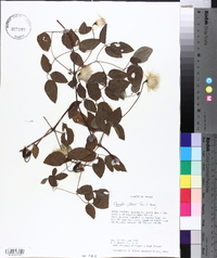 Clematis pitcheri image