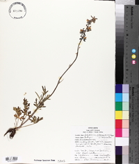 Delphinium carolinianum subsp. vimineum image