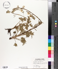 Delphinium carolinianum image