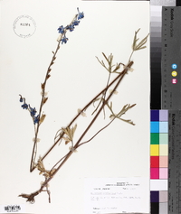 Delphinium carolinianum image