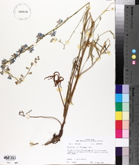 Delphinium carolinianum image