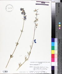 Delphinium carolinianum image