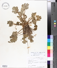 Ranunculus muricatus image