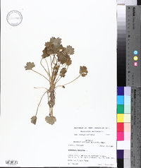 Ranunculus muricatus image