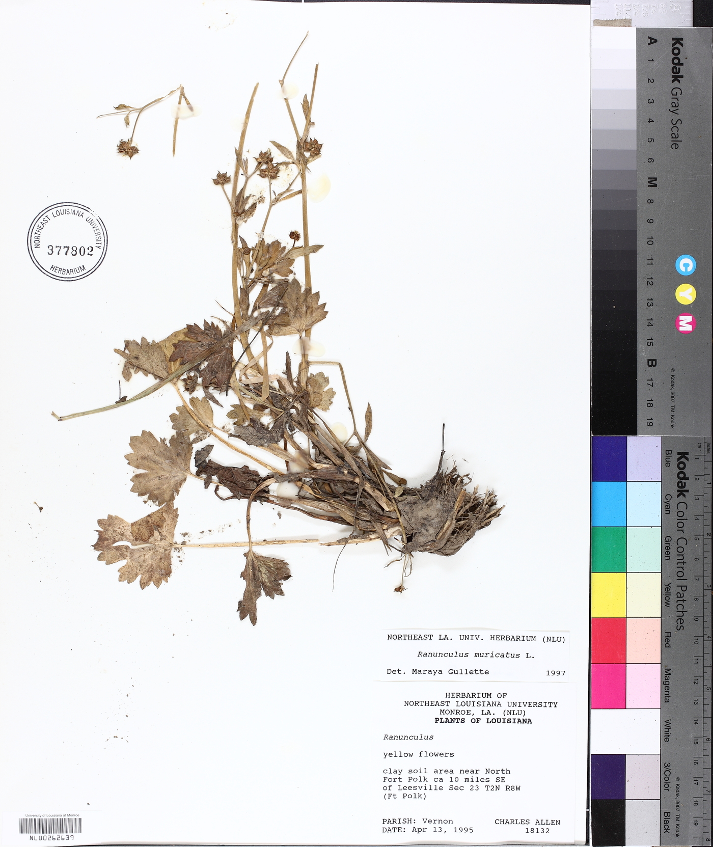 Ranunculus muricatus image
