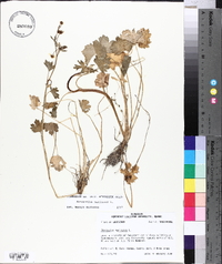 Ranunculus muricatus image