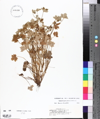 Ranunculus parviflorus image