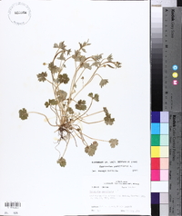 Ranunculus parviflorus image