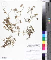 Ranunculus platensis image