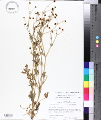 Ranunculus sardous image