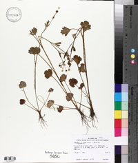 Ranunculus marginatus image