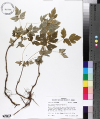 Xanthorhiza simplicissima image