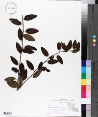 Berchemia scandens image