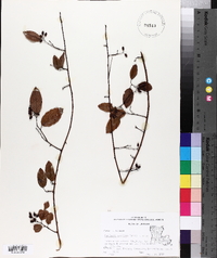 Berchemia scandens image