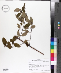 Berchemia scandens image