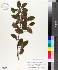 Berchemia scandens image