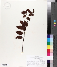 Berchemia scandens image