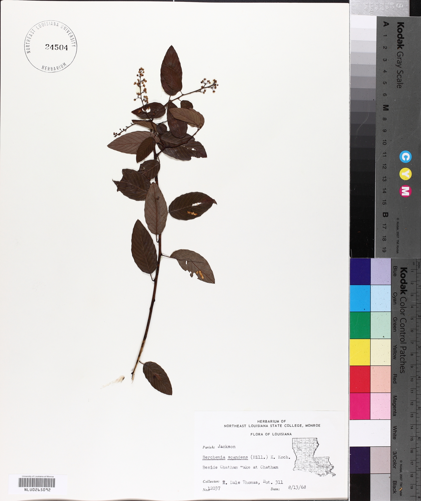 Berchemia image