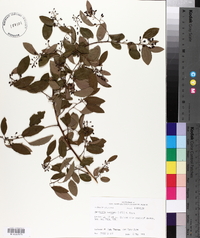 Berchemia scandens image