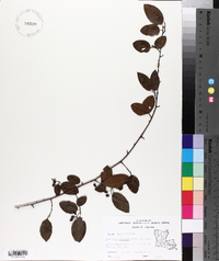 Berchemia scandens image