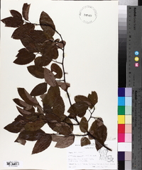 Berchemia scandens image