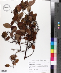 Berchemia scandens image