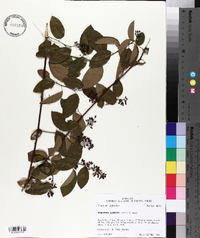 Berchemia scandens image