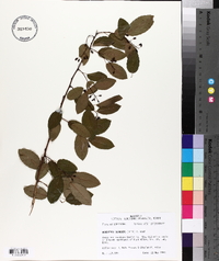 Berchemia scandens image