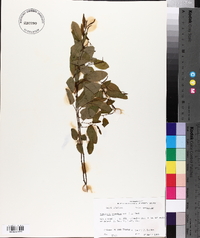 Berchemia scandens image
