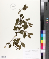 Berchemia scandens image