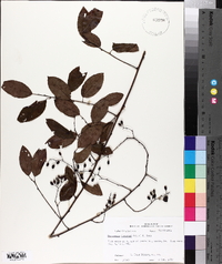 Berchemia scandens image