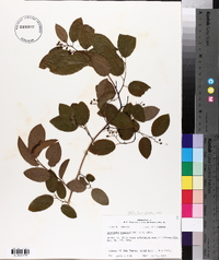 Berchemia scandens image