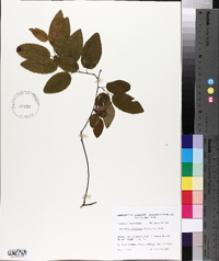 Berchemia scandens image