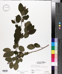 Berchemia scandens image