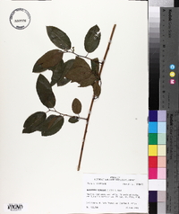 Berchemia scandens image