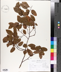 Berchemia scandens image