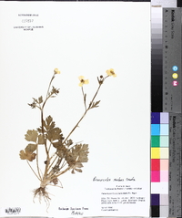 Ranunculus fascicularis image